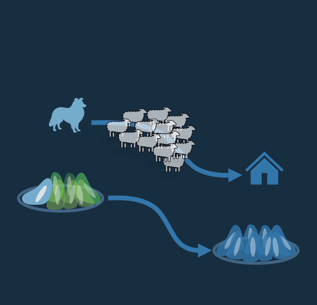 Sheepdog cells for guiding tissue collective dynamics (2025)