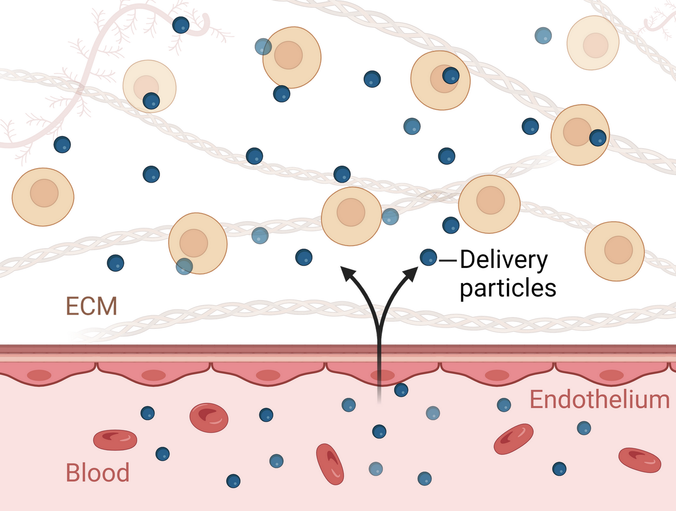 Transport Phenomena within Cells and Tissues